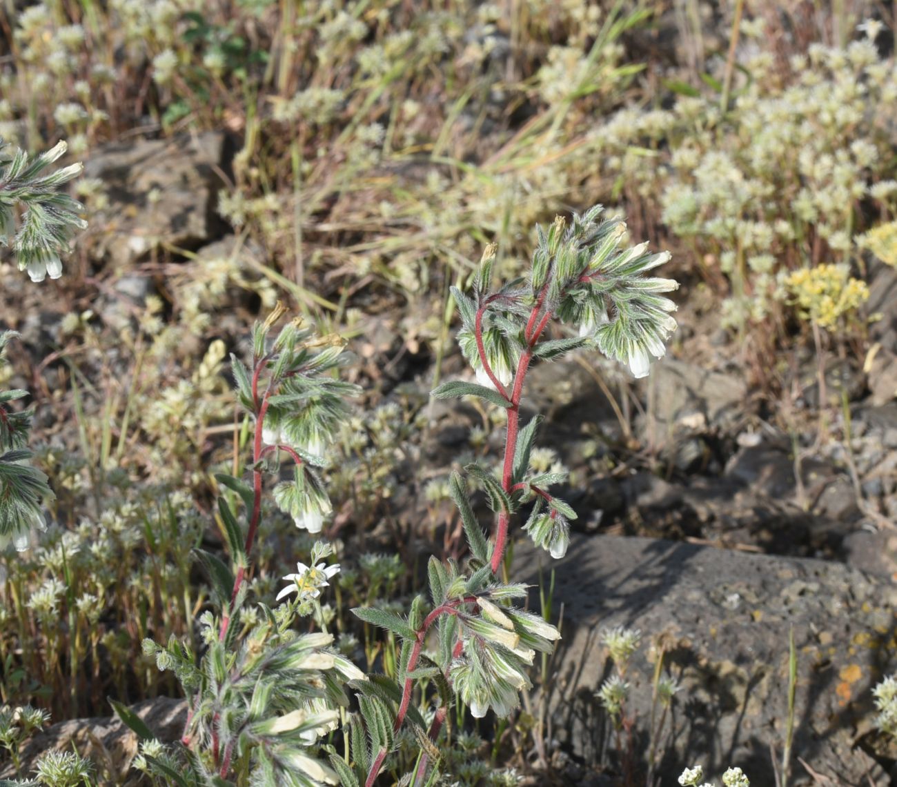 Изображение особи род Onosma.