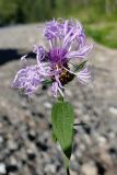 Centaurea jacea