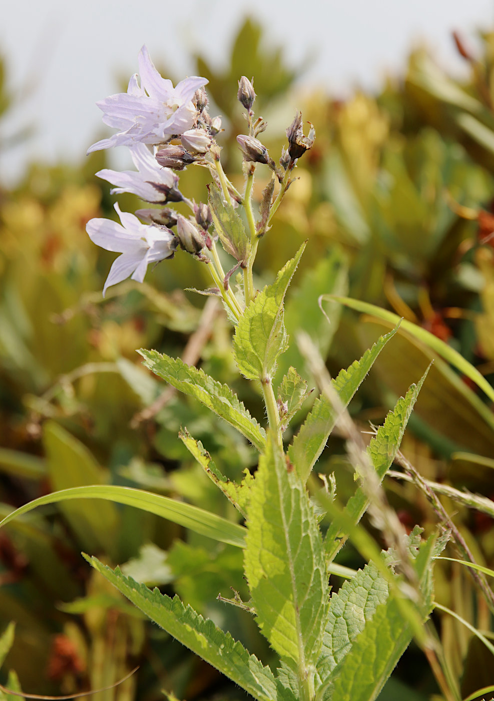 Image of Gadellia lactiflora specimen.