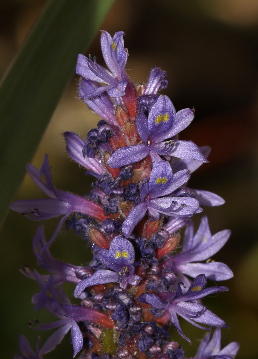 Image of Pontederia cordata specimen.
