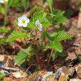 Fragaria orientalis