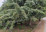 Juniperus virginiana. Нижняя часть растения с созревающими шишкоягодами. Волгоград, ул. Бутурлиновская. 17.06.2026.