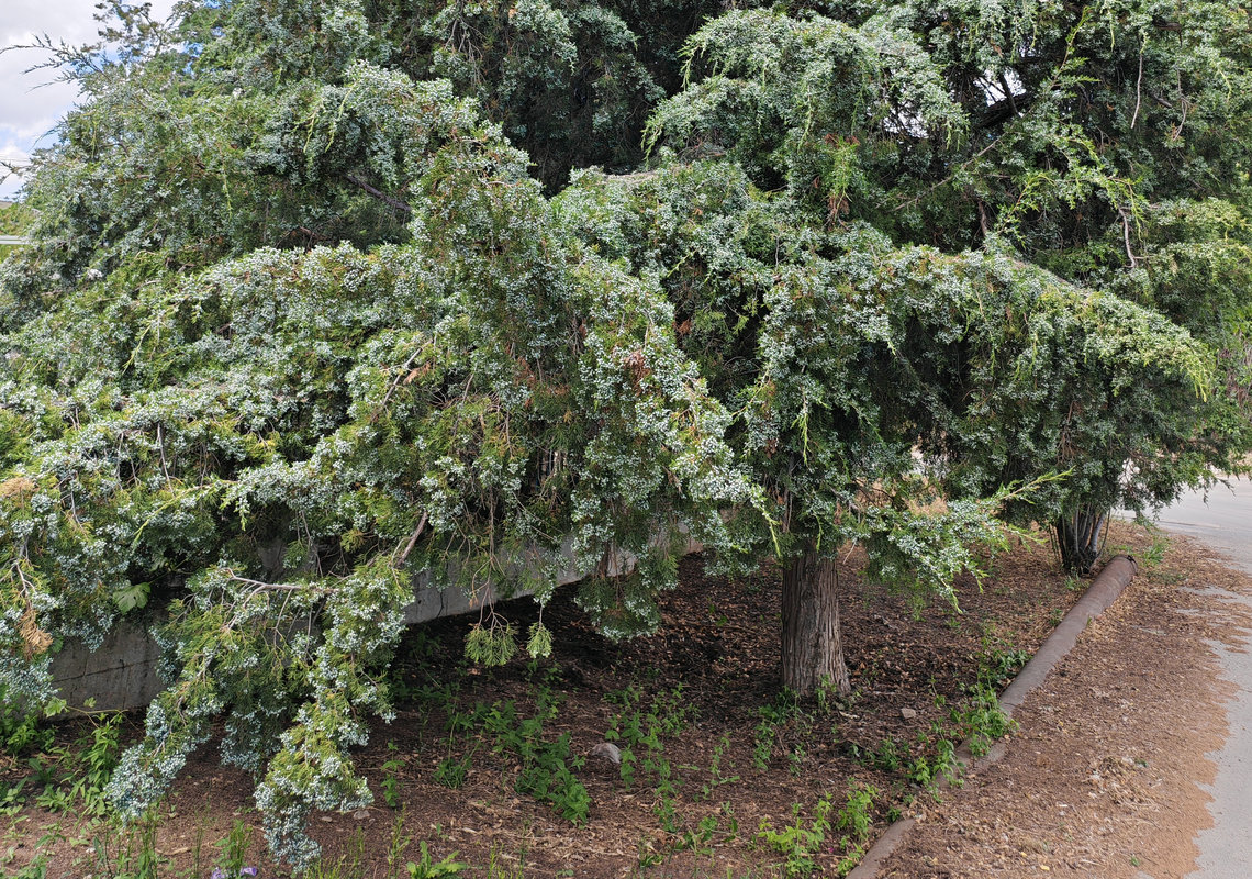 Изображение особи Juniperus virginiana.