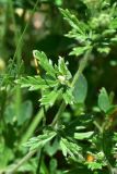 genus Potentilla. Часть побега. Грузия, край Самцхе-Джавахети, окраина с. Тмогви, окр. южного берега оз. Цунда, горная степь. 8 июня 2026 г.