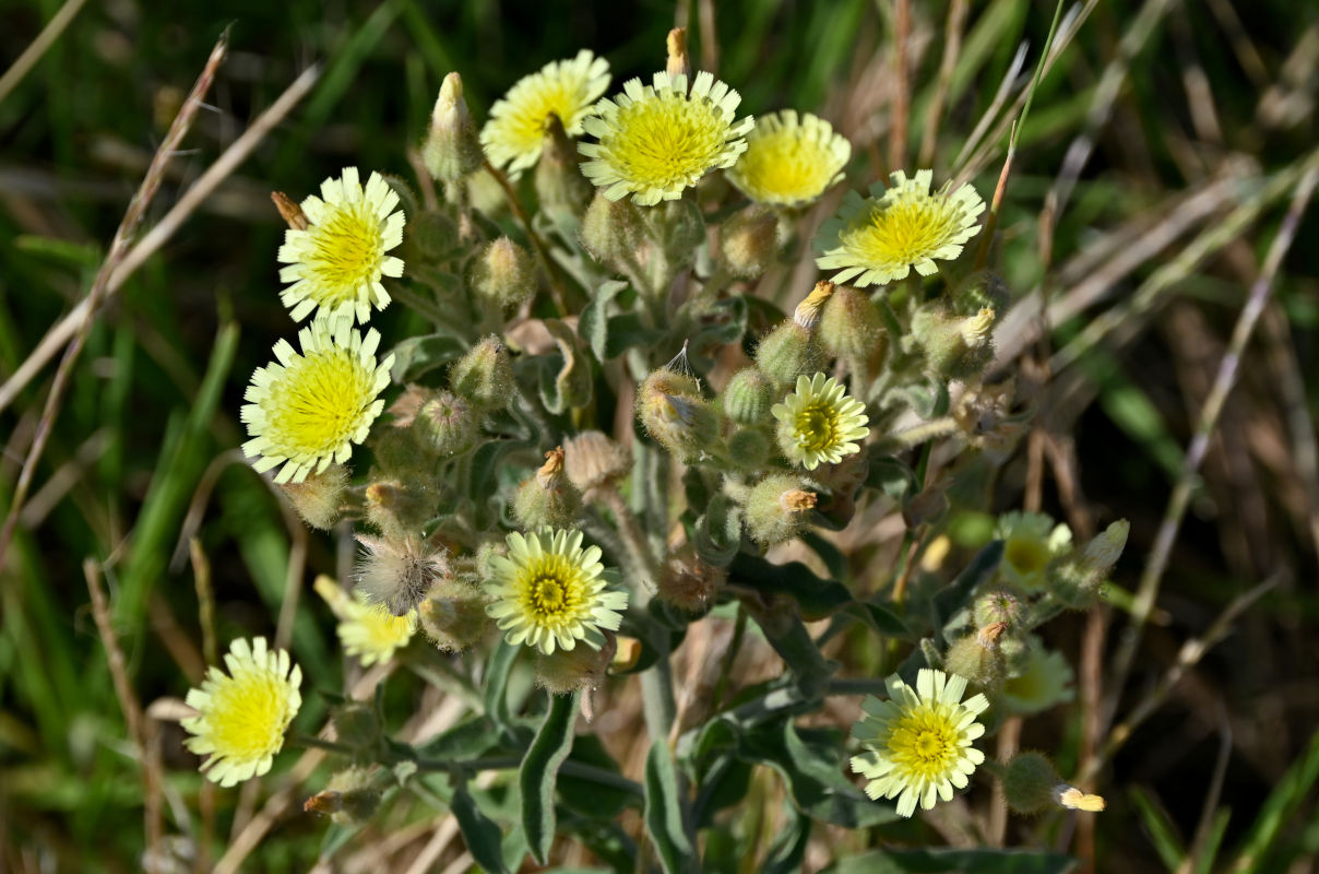 Image of Andryala integrifolia specimen.