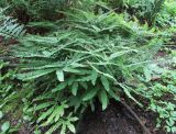 Adiantum pedatum. Взрослое растение. Московская обл., Щёлковский р-н, в культуре. 26.07.2026.