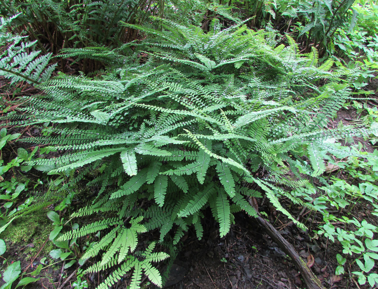 Изображение особи Adiantum pedatum.