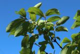 Lonicera edulis. Ветвь (видна абаксиальная поверхность листьев). Ленинградская обл., Кировский р-н, пос. Дачное, дол. р. Мга, дачный участок, в культуре. 19.06.2026.