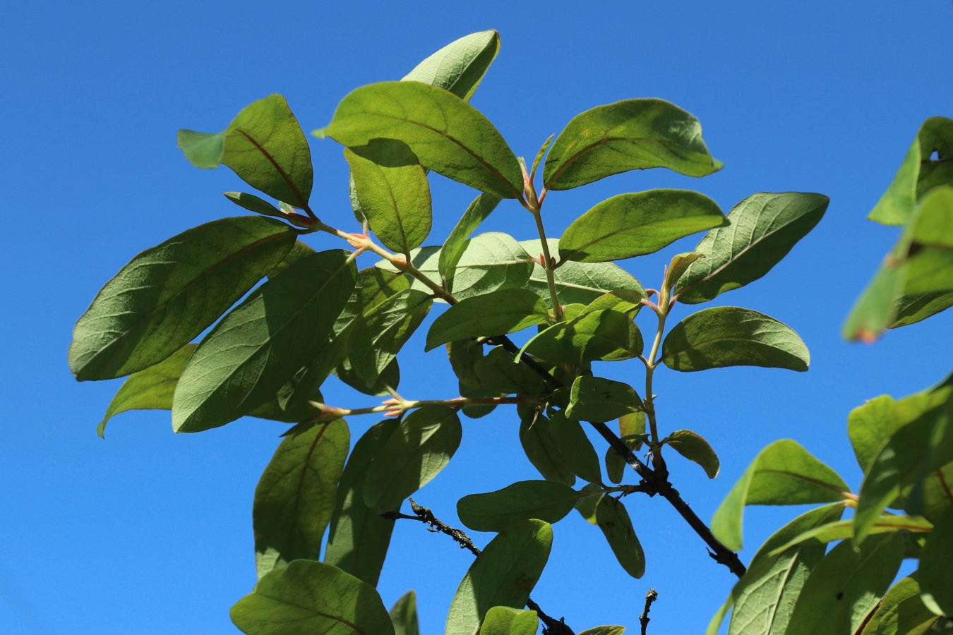 Изображение особи Lonicera edulis.