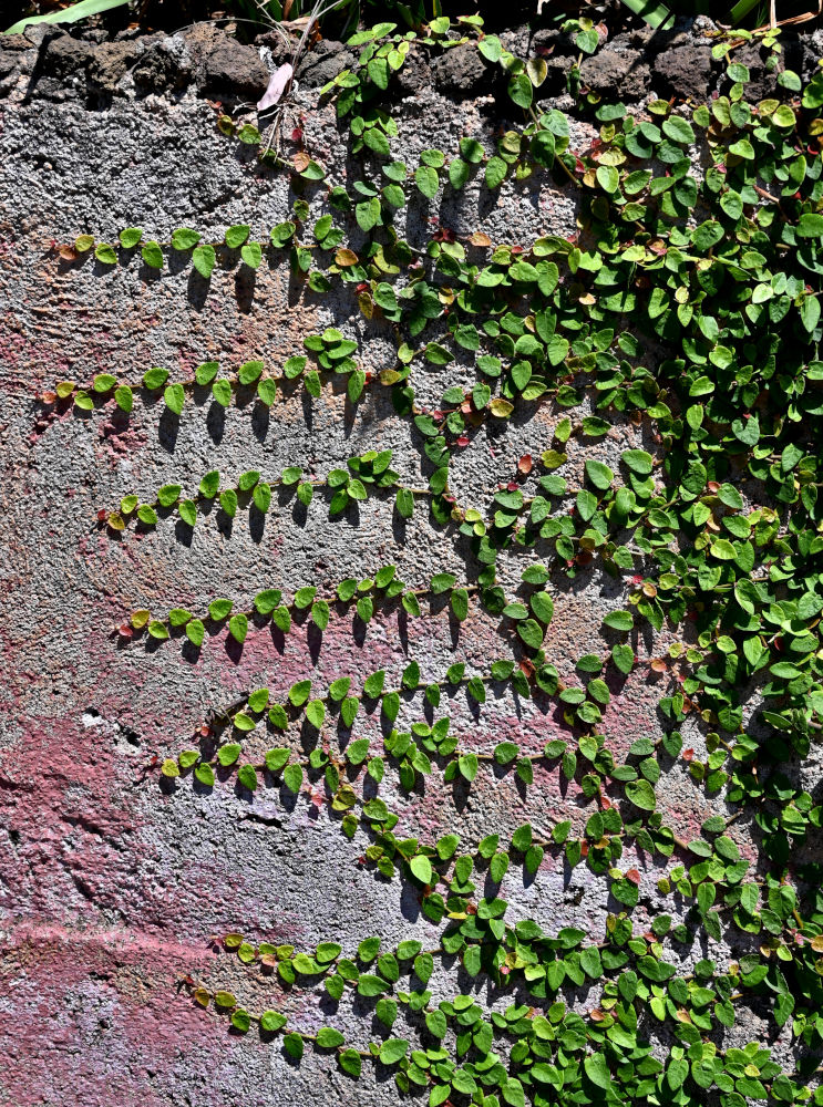 Image of Ficus pumila specimen.