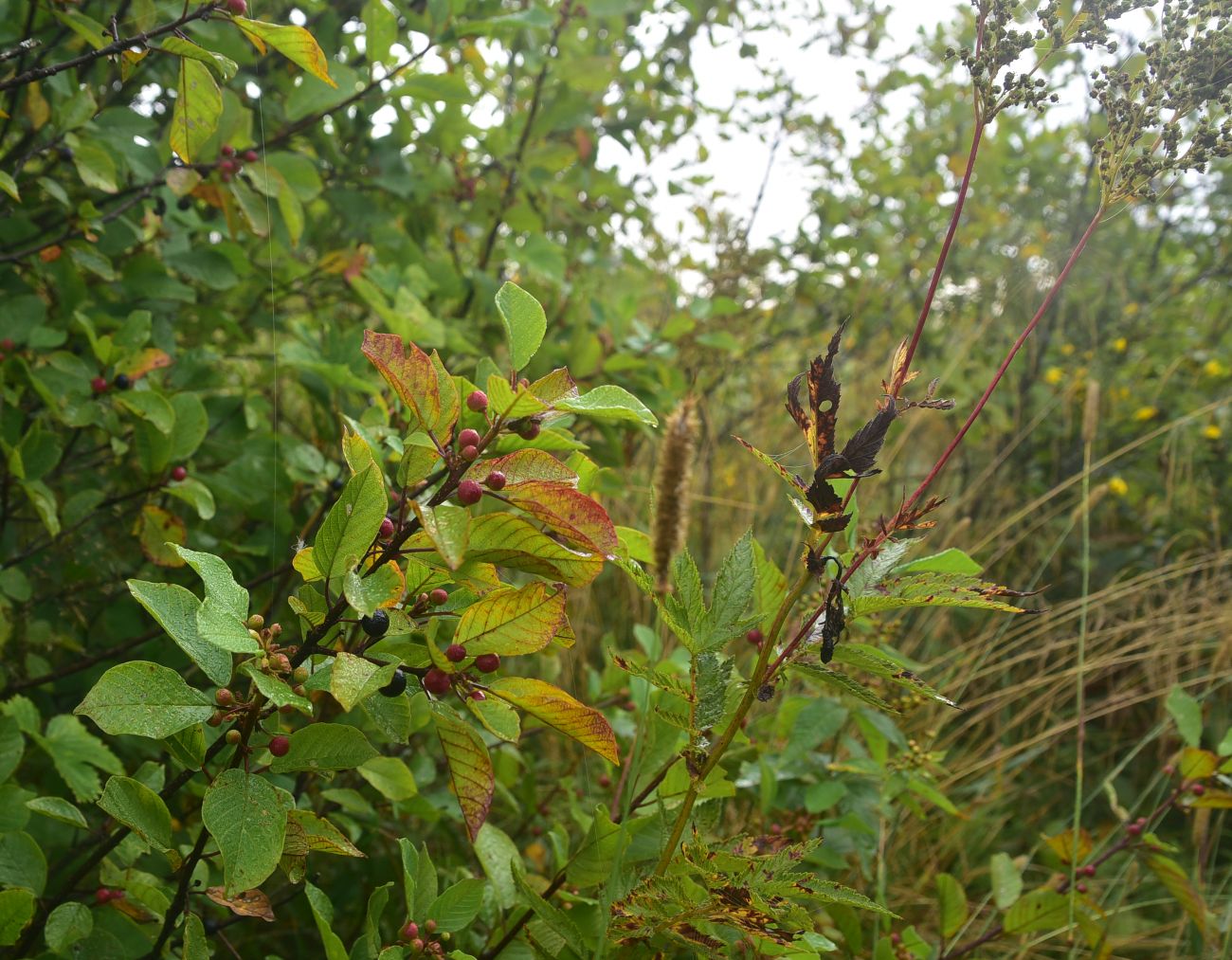 Image of Frangula alnus specimen.