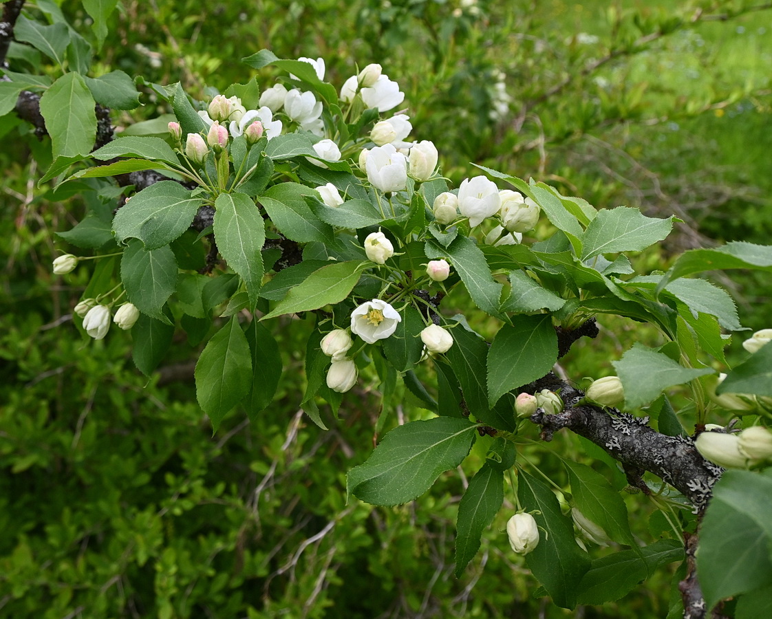 Image of Malus mandshurica specimen.