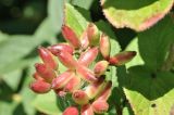 Viburnum burejaeticum. Зреющее соплодие. Приморский край, Шкотовский р-н, окр. с. Новонежино, кромка сырого луга. 08.08.2026.