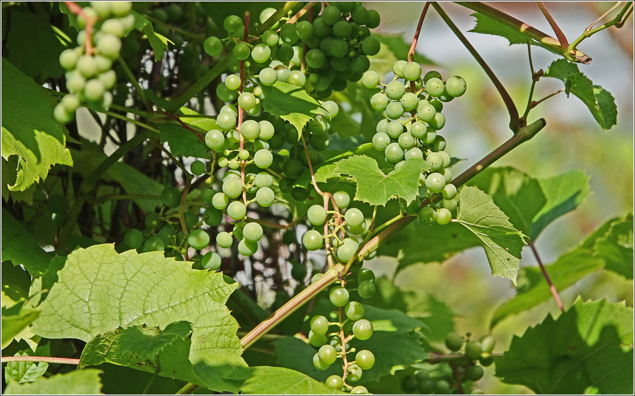 Image of Vitis × alexanderi specimen.