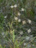 unknown species. Верхушка побега с соцветиями. Республика Молдова, муниципалитет Кишинёв, г. Кодру, пустырь. 30 июля 2026 г.