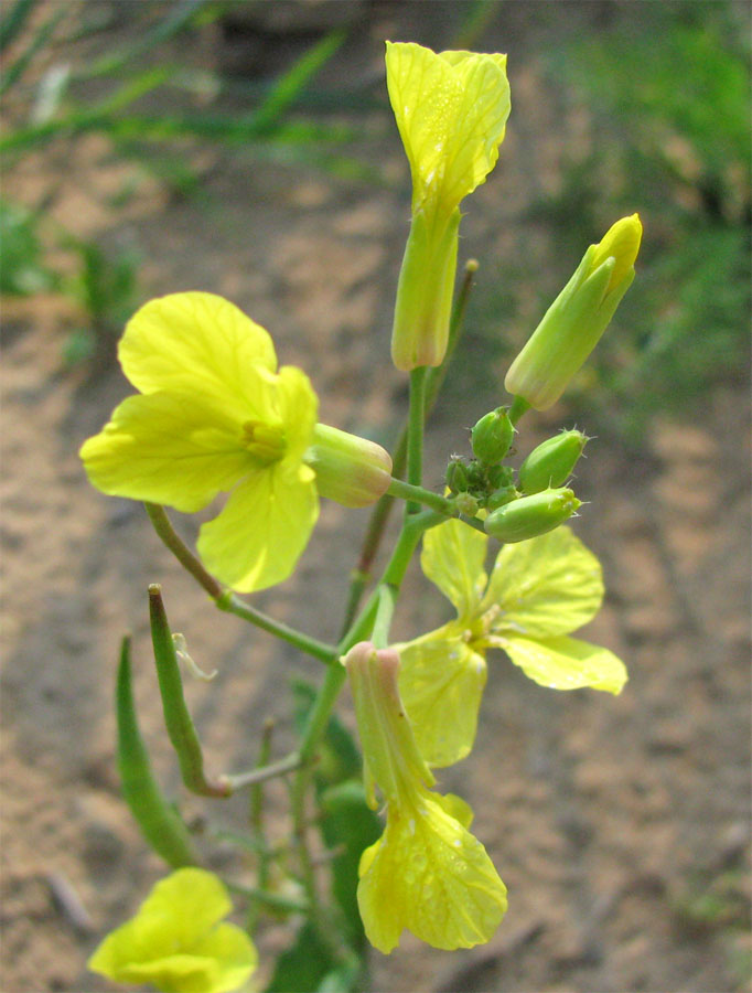 Изображение особи Raphanus raphanistrum.