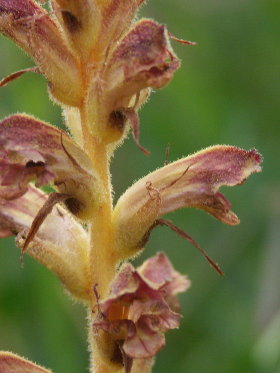 Image of Orobanche gracilis specimen.