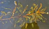 Potamogeton alpinus. Часть цветущего и плодоносящего растения. Ярославская обл., Мышкинский р-н, дер. Кокошилово, р. Ломиха. 26.05.2011.