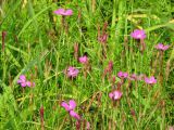 Dianthus deltoides