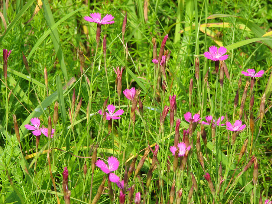 Image of Dianthus deltoides specimen.