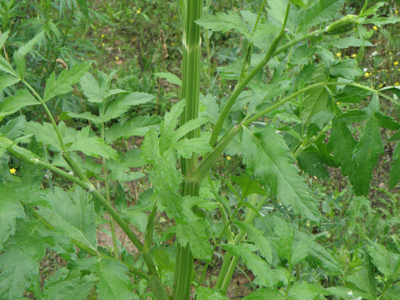 Изображение особи Pastinaca sylvestris.