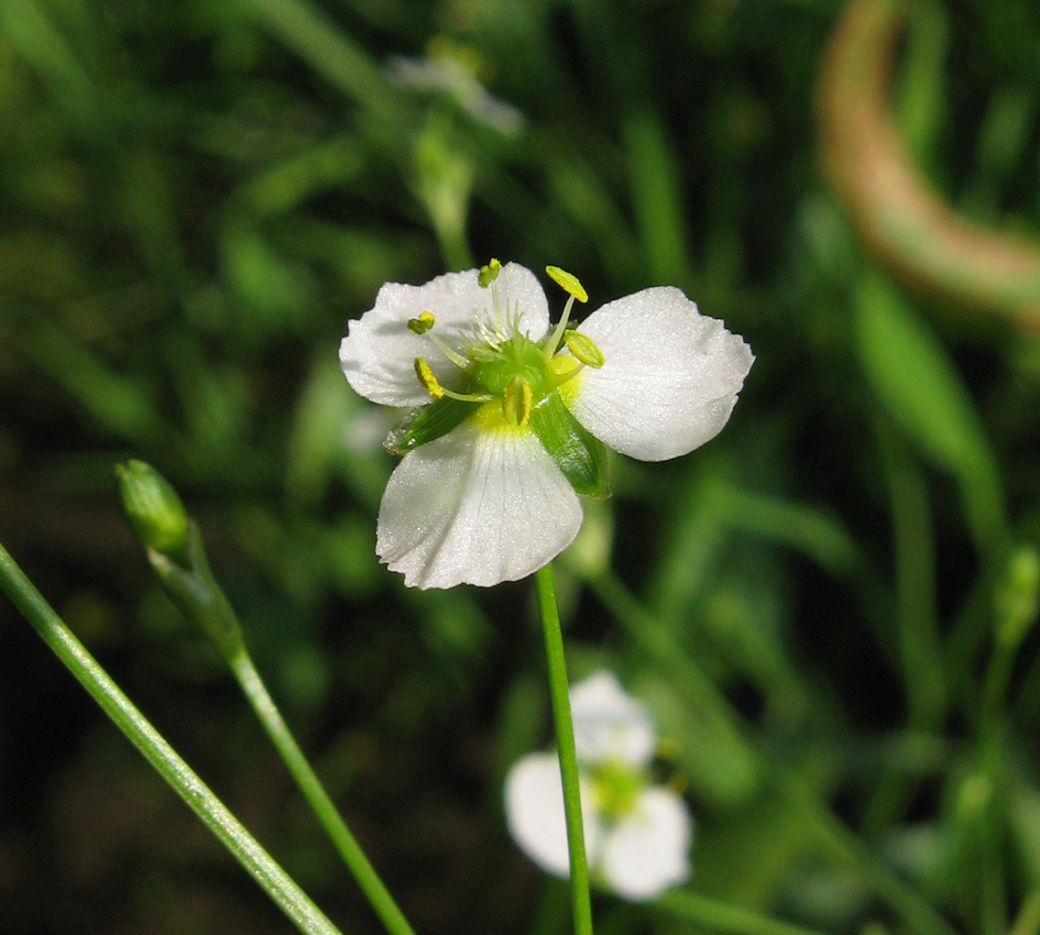 Image of Alisma plantago-aquatica specimen.