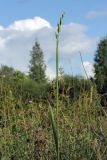 Gladiolus imbricatus