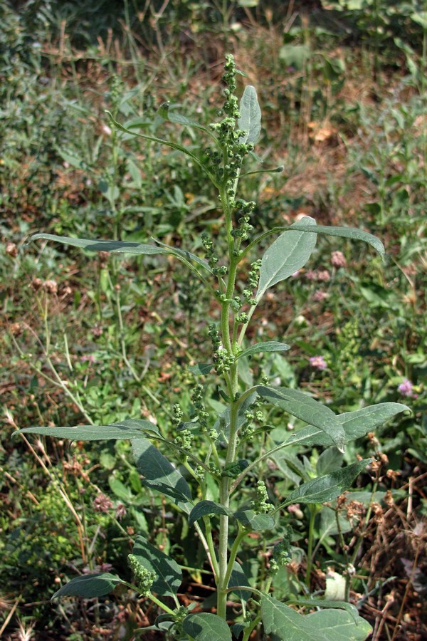 Изображение особи Cyclachaena xanthiifolia.