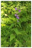 Campanula trachelium