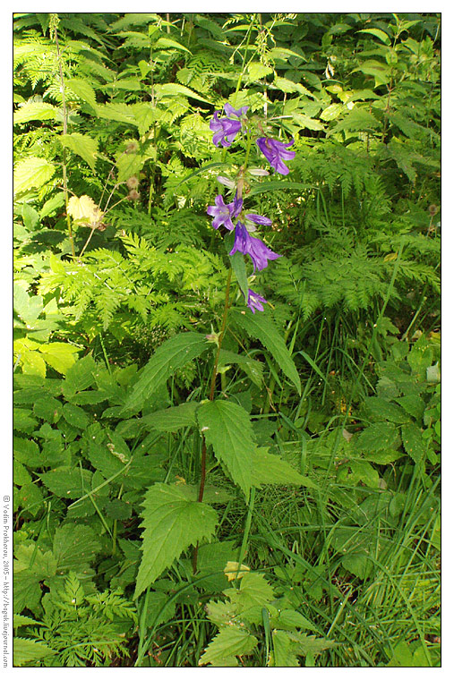 Изображение особи Campanula trachelium.