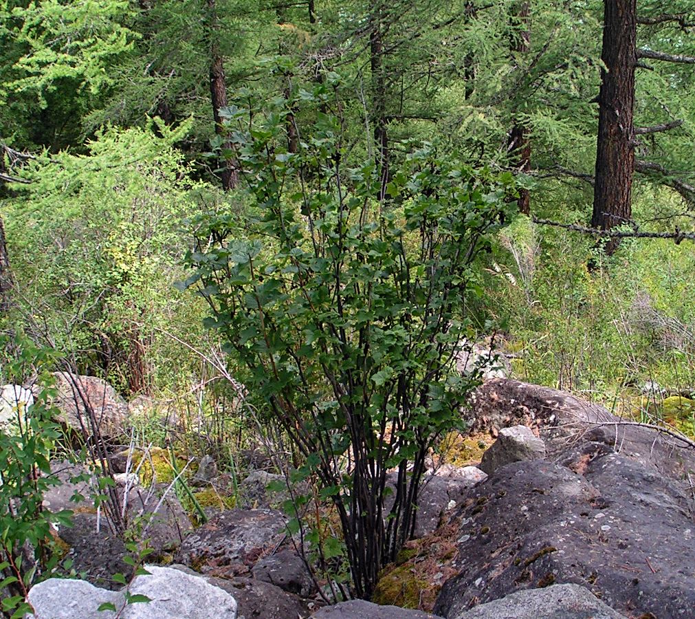 Image of Ribes altissimum specimen.