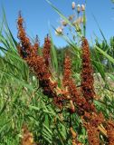 Rumex rossicus