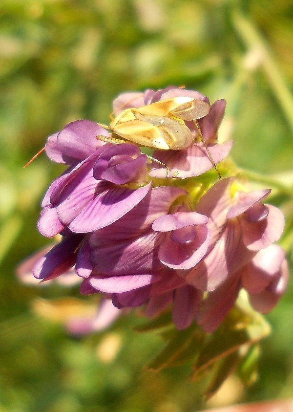 Image of Medicago sativa specimen.