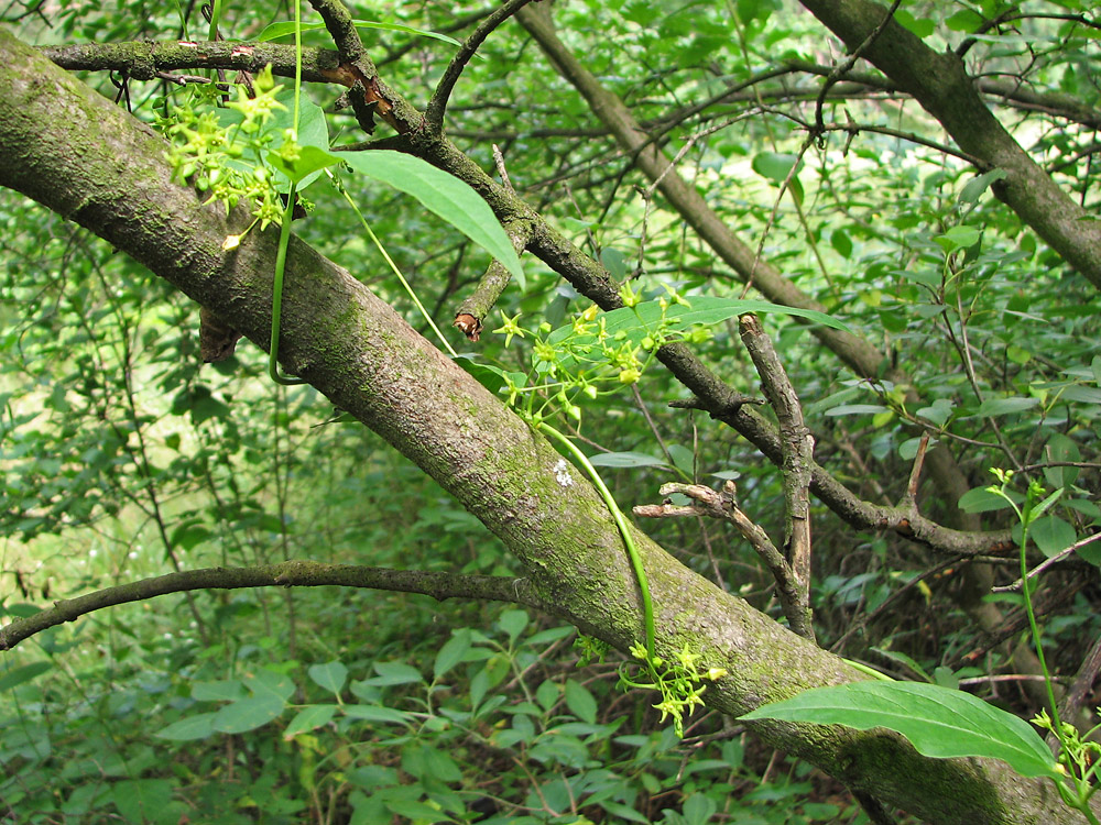 Изображение особи Vincetoxicum scandens.