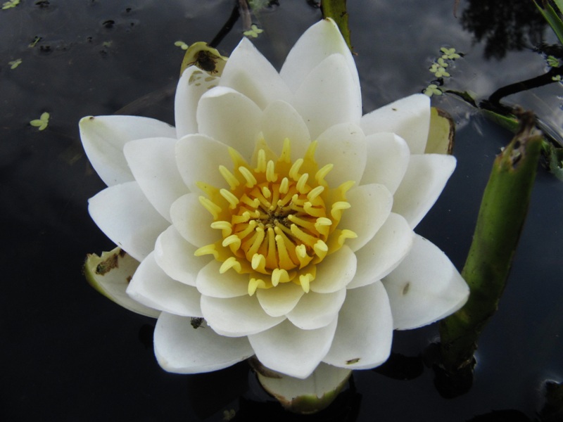 Image of Nymphaea candida specimen.