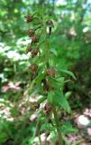 Epipactis persica. Соцветие растения, страдающего от недостатка влаги. Крым, гора Северная Демерджи, буковый лес. 22 июля 2011 г.