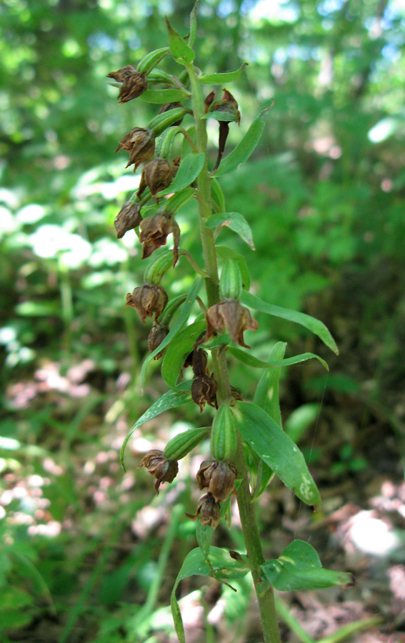 Изображение особи Epipactis persica.