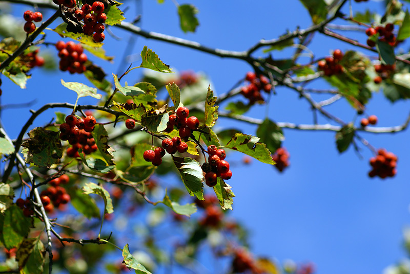 Изображение особи род Crataegus.