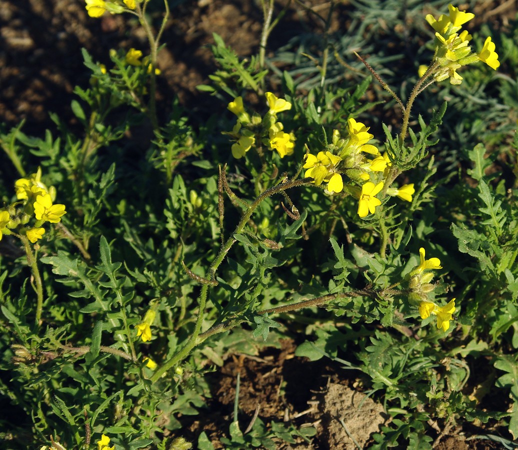 Изображение особи Chorispora sibirica.