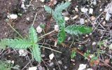 Potentilla leucophylla