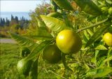 Citrus unshiu. Верхушка побега с созревающими плодами. Абхазия, г. Новый Афон, в культуре. 5 ноября 2011 г.
