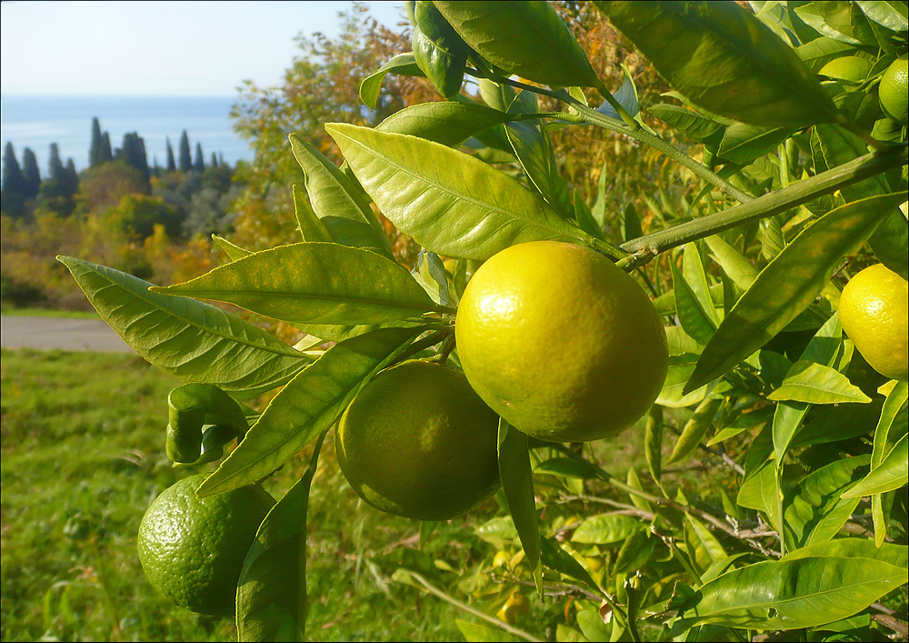 Image of Citrus unshiu specimen.
