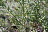 Astragalus pseudomacropterus