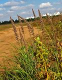 Eragrostis bipinnata