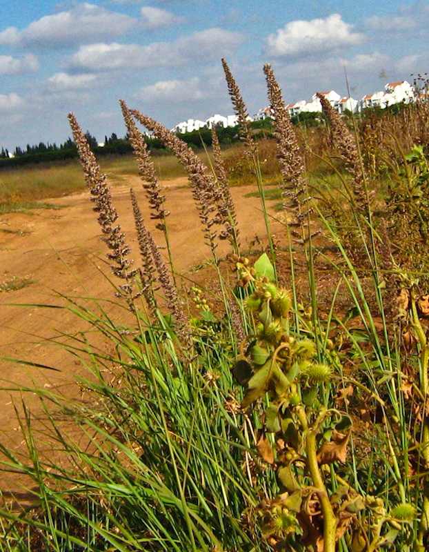 Image of Eragrostis bipinnata specimen.
