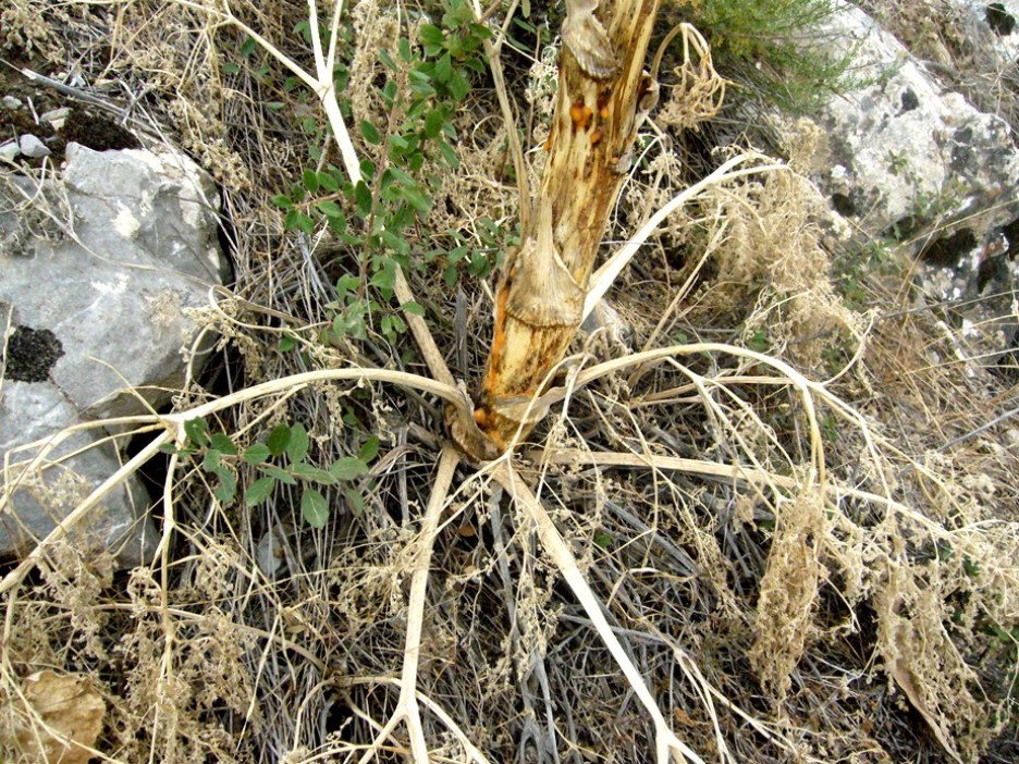 Изображение особи Ferula galbaniflua.