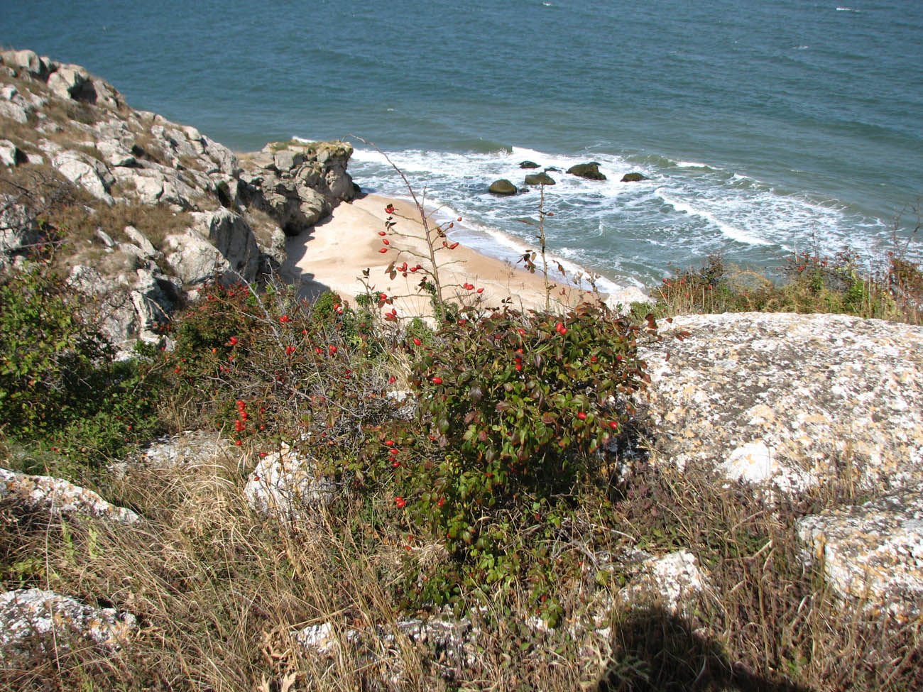 Image of genus Rosa specimen.