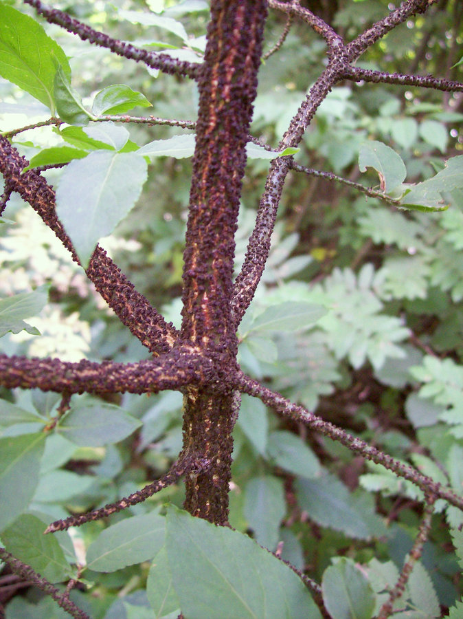 Image of Euonymus verrucosus specimen.