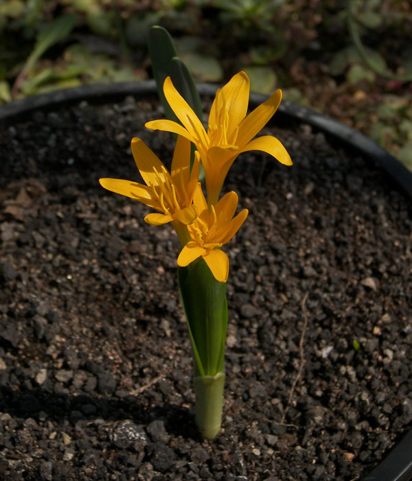 Изображение особи Colchicum luteum.