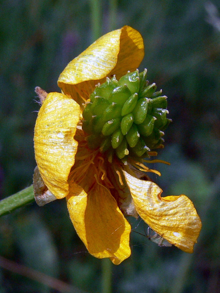 Изображение особи Ranunculus polyanthemos.